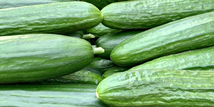 449 People Sick from Salmonella Outbreak Linked to Cucumbers