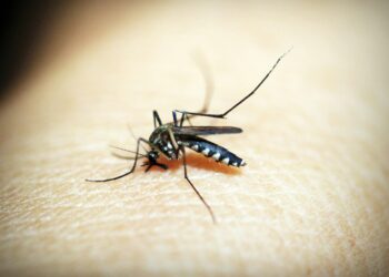 New York Resident Dies from Rare Mosquito-Borne EEE Virus